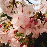 砧公園の写真・動画_image_228589