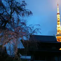 増上寺の写真・動画_image_228709