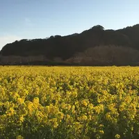 みなみの桜と菜の花街道の写真・動画_image_228826