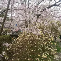 哲学の道の写真・動画_image_229180