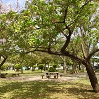 篠崎公園の写真・動画_image_229414