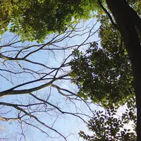 代々木公園の写真・動画_image_229742