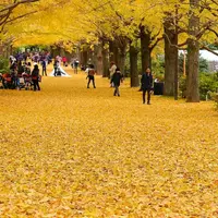 国営昭和記念公園の写真・動画_image_229769