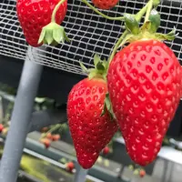 いちご狩り らいおん果実園の写真・動画_image_230200