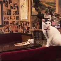 カフェアルルの写真・動画_image_230265