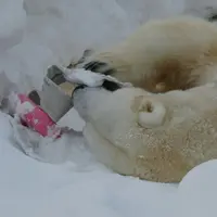 円山動物園の写真・動画_image_231051