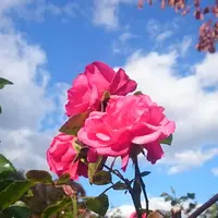 中島公園の写真・動画_image_231062