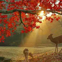 宮島（厳島）の写真・動画_image_231336