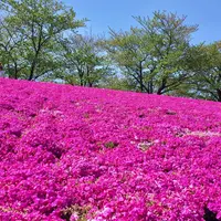 新荒川大橋野球場の写真・動画_image_231803