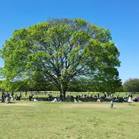 昭和記念公園 みんなの原っぱの写真・動画_image_231830