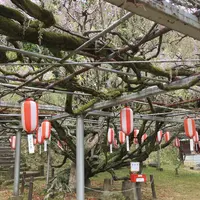 長正司公園 大藤棚の写真・動画_image_232290