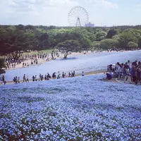 国営ひたち海浜公園の写真・動画_image_232785