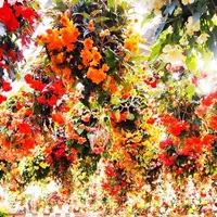 日光花いちもんめの写真・動画_image_233501