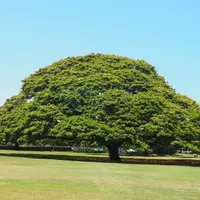モアナルア・ガーデンズの写真・動画_image_233760