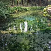 白川水源の写真・動画_image_234143