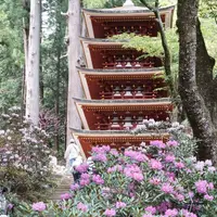 室生寺の写真・動画_image_234387