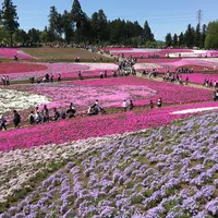 羊山公園の写真・動画_image_234583