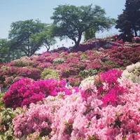 西山公園の写真・動画_image_234891