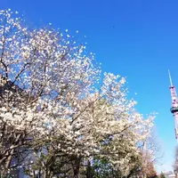 大通公園の写真・動画_image_235194