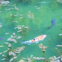 モネの池（名もなき池）の写真・動画_image_235270