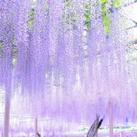 曼陀羅寺公園の写真・動画_image_235276
