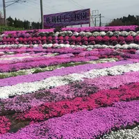 札苅芝桜園の写真・動画_image_235306