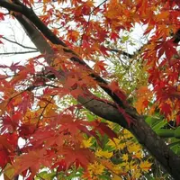 名湯 秘湯 うなぎ湯の宿 琢琇（とくひで）の写真・動画_image_235334