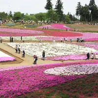 羊山公園の写真・動画_image_235349