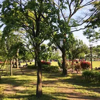 豊洲公園の写真・動画_image_235437