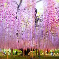 あしかがフラワーパークの写真・動画_image_235620