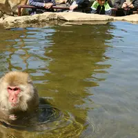 地獄谷野猿公苑の写真・動画_image_235621