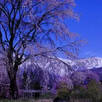 大出公園の写真・動画_image_235676