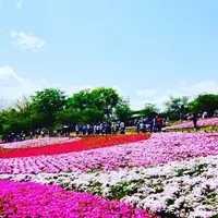 羊山公園の写真・動画_image_235752