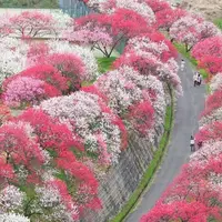 月川温泉の花桃の写真・動画_image_235854