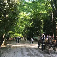 糺ノ森の写真・動画_image_235871