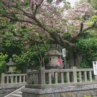 八雲神社の写真・動画_image_236070