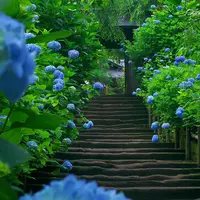明月院（あじさい寺）の写真・動画_image_236092
