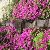 祇園山 安養院の写真・動画_image_236208