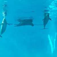 宮島水族館 みやじマリンの写真・動画_image_236970