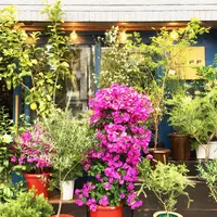 LUFF Flower&PlantsWORKSの写真・動画_image_237072
