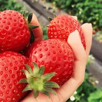 日光ストロベリーパークの写真・動画_image_237624