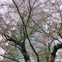 毛利庭園の写真・動画_image_238958