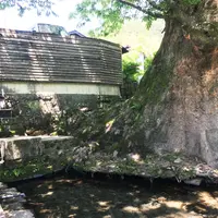 水源けやきの写真・動画_image_239165