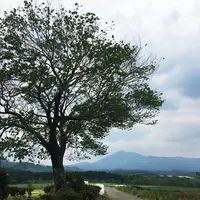 前原の一本桜の写真・動画_image_240198