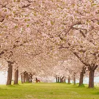 千曲川堤防の桜堤の写真・動画_image_241706