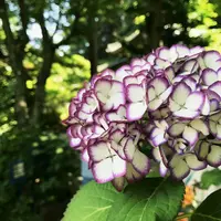 明月院（あじさい寺）の写真・動画_image_242415