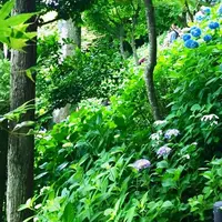 長谷寺の写真・動画_image_243645