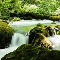 奥入瀬渓流　　の写真・動画_image_243768