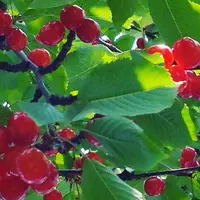 さくらんぼ屋宮原の写真・動画_image_243920