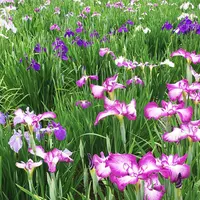 北山公園の写真・動画_image_244383